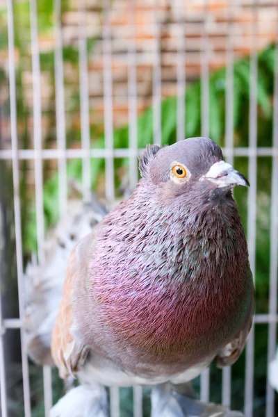 Pigeons Rouges Dans Une Cage Oiseau Asiatique Oiseau Indonésien — Photo