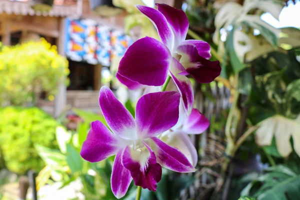 Орхідеї Красиву Квітку Азіатський Квітка — стокове фото