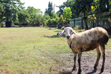 Komik koyun ifade | Hayvan otobur