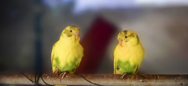 Loe Kuş Duygu Içinde Oturan Bir Çift — Stok fotoğraf