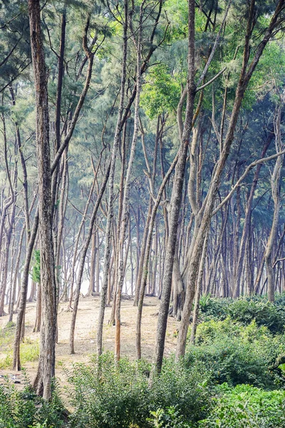 Lesní Oblast Pláži Moře Písku Noci Thuja Stromu Indie Asie Stock Obrázky