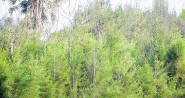 Çam ağacı sabah kum deniz plaj, orman alanı. Hindistan, Asya, Şubat 2018. Seyahat ve tur. Tatil. Rahatlatıcı. Boş zaman.