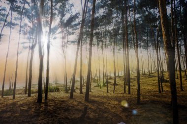 Çam ağacı sabah kum deniz plaj, orman alanı. Hindistan, Asya, Şubat 2018. Seyahat ve tur. Tatil. Rahatlatıcı. Boş zaman.