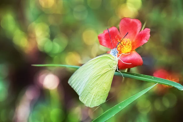 Schmetterling Sitzt Auf Blumen Nektar Nehmen Honig Mit Seinem Rüssel — Stockfoto