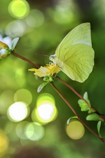Butterfly Sitting Flowers Take Nectar Honey Using Its Proboscis Sip — Stock Photo, Image