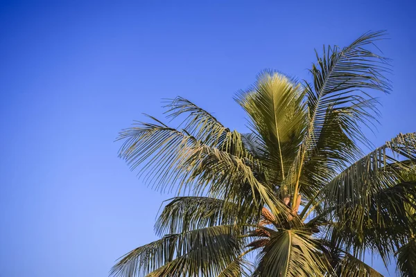 Coconut Palm Tree Clear Blue Sky Gradient Color Asia India — стоковое фото