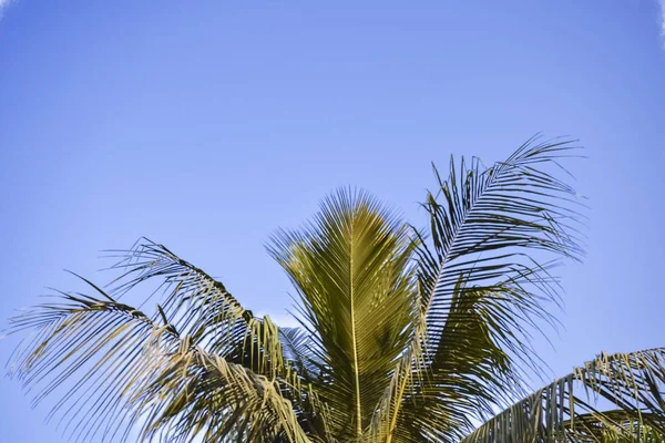 Coconut Palm Tree Clear Blue Sky Gradient Color Asia India — стоковое фото