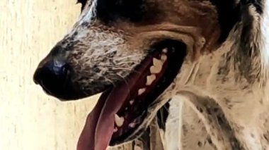 Köpek, alt hayvanlar için doğal bir mekanizma olan aşırı sıcak yaz öğle boyunca kendini serin tutmak için onun dilini koruyor. Hindistan. Asya. Mayıs 2019.