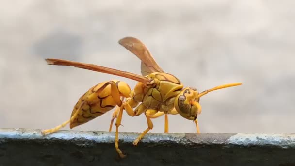 Wast Camminando Sulla Ringhiera Ferro Con Moda Giallo Giallo Giallo — Video Stock