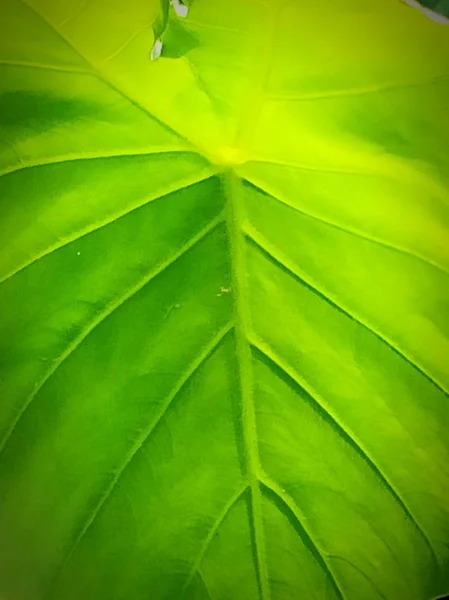 Wings of leaf contrasting color against the sunlight - vein of leaf