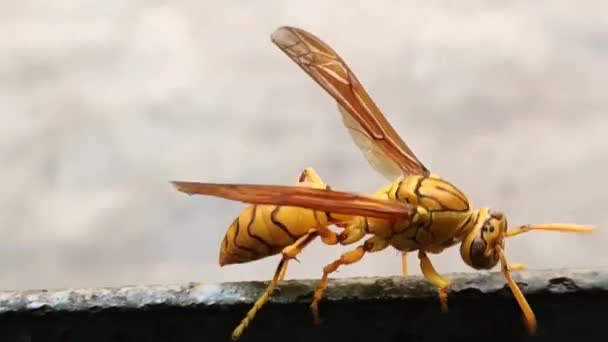 Deep colored Yellow Indian Yellow Paper Wasp, Polistes olivaceus or umbrella wasps walking on iron. Stock Video