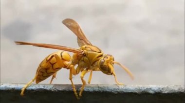 Derin renkli sarı Hint sarı kağıt Wasp, Polistes olivaceus veya şemsiye eşekarısı demir yürüyüş.