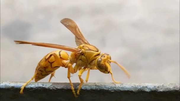 Глубоко окрашенные желтые индийские желтые бумажные осы, оливковые или зонтичные осы, ходящие по железу . — стоковое видео