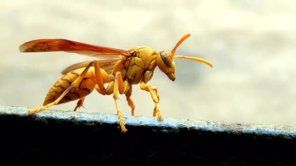 Derin renkli sarı Hint sarı kağıt Wasp, Polistes olivaceus veya şemsiye eşekarısı demir yürüyüş. — Stok video
