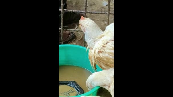 Frango na gaiola levando água para obter alívio do calor extremo do Dia de Verão. Índia. Ásia. Maio de 2019 . — Vídeo de Stock