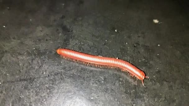 Millipede MARCHE sur le terrain macro spécial 