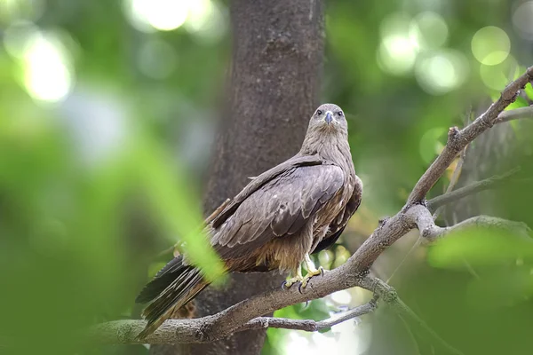 Indian Eagle, draken sitter på trädgrenen i defth av — Stockfoto