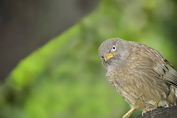 Vild fågel i dess naturliga Habitate. Indien. maj 2019. — Stockfoto