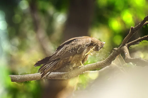 Indian Eagle, draken sitter på trädgrenen i defth av — Stockfoto