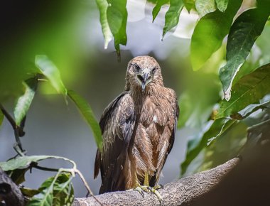Hint kartal, uçurtma defth ağaç şube oturan