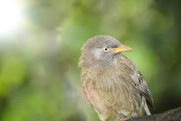 Wilde vogel in zijn natuurlijke habitate. India. mei 2019. — Stockfoto