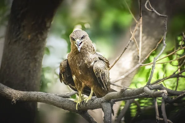 Indian Eagle, kite siedzi na gałęzi drzewa w defth — Zdjęcie stockowe