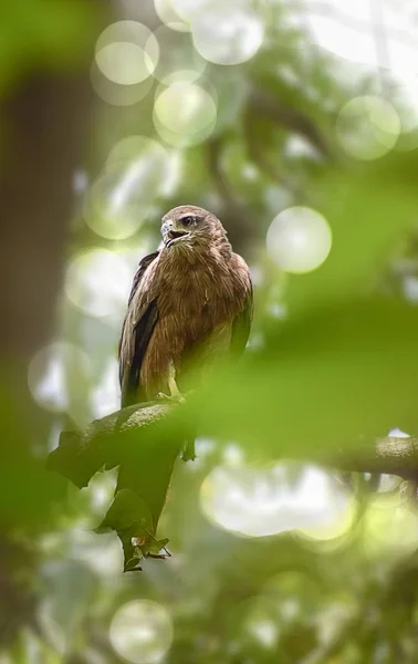 Indische adelaar, de Kite zittend op de boomtak in de defth van — Stockfoto