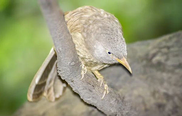 Divoký pták v přirozeném habitátu. Indie. květen 2019. — Stock fotografie