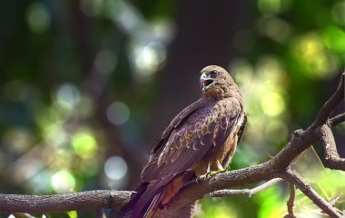 Hint kartal, uçurtma defth ağaç şube oturan