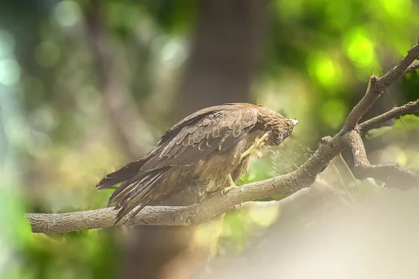 Indische adelaar, de Kite zittend op de boomtak in de defth van — Stockfoto