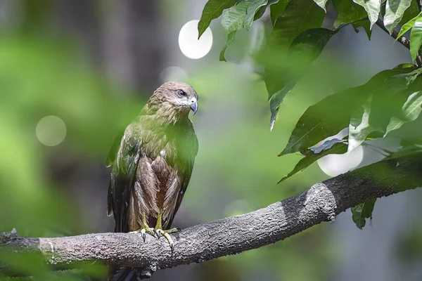 Indian Eagle, draken sitter på trädgrenen i defth av — Stockfoto