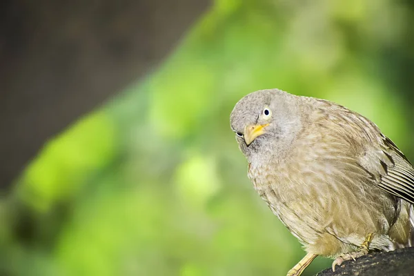Uccello selvatico nel suo habitat naturale.India.maggio 2019 . — Foto Stock
