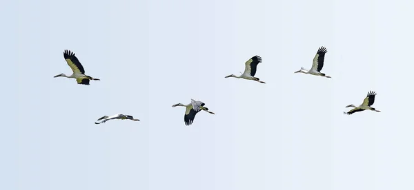 Asian White colored Open billed stork, Anastomus oscitans, India