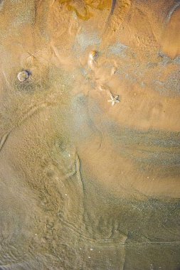 Ayrıntılarda tek yıldızlı balık deniz kıyısının kum üzerinde yatan nerede