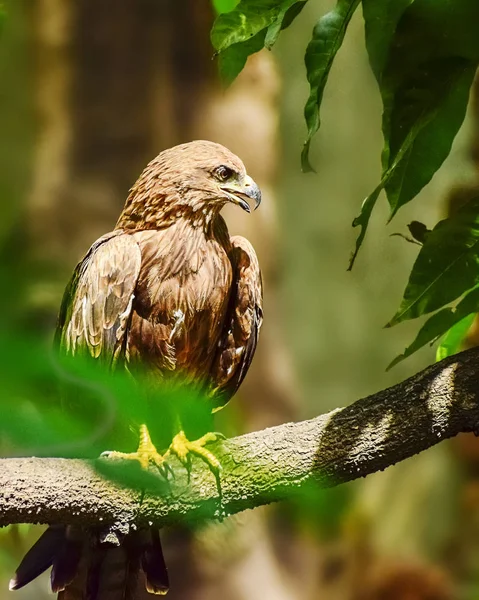 Indian Eagle, kite siedzi na gałęzi drzewa w defth — Zdjęcie stockowe