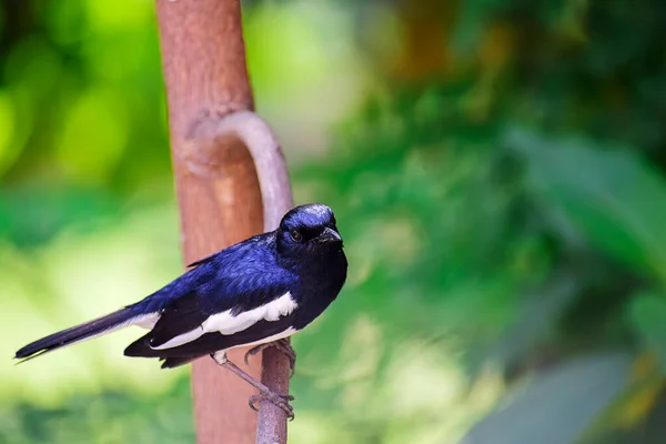 Wild Bird Zijn Natuurlijke Habitat India Mei 2020 — Stockfoto