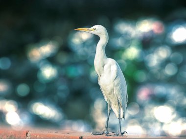 Mavi gölün kenarında tek başına oturan beyaz renkli kuş kış öğleden sonra bulanıklaştı. Hindistan. Asya. 2014.