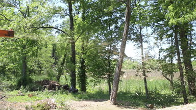 Doğrama ahşap dal ağaç dalları Bileme cihazı alımı oluğu için yonga yerleştirilir.