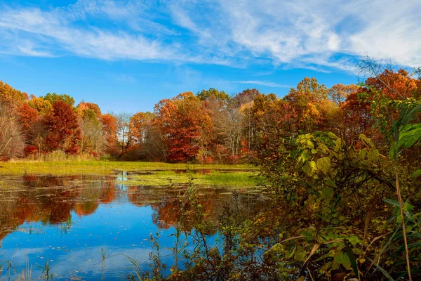 Paisagem de outono. com floresta colorida . — Fotografia de Stock