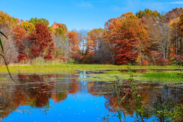Teich im Herbst, gelbe Blätter, Reflexion — Stockfoto