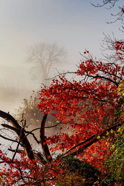 Paisagem de outono. Pequeno rio florestal — Fotografia de Stock