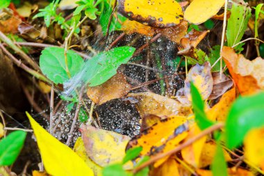 bir yağmur damlası bir bitkiler üzerinde ile yağmur sonra spiderweb
