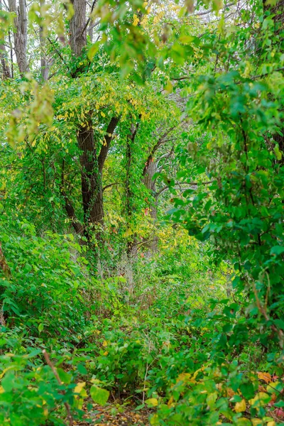 Orman Ağaçları Doğa Yeşil Ahşap Güneş Işığı Arka Planları Orman — Stok fotoğraf