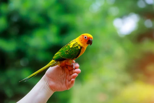 Rozkošný Slunce Conure Papoušky Skladě Prstech Svého Majitele — Stock fotografie