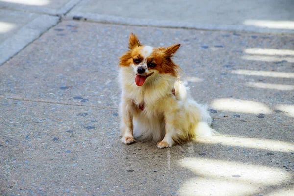 Cãozinho Fofo Engraçado Spitz Cor Goldish Com Sino Pequeno Gola — Fotografia de Stock