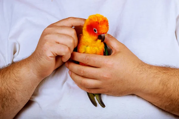 man is playing with parrot sitting on a palm of hand
