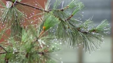 Yağmur yol su sıçramalarına ve yerleşim bölgesinde bir yaz fırtına ağaçları