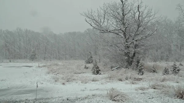 Hermoso Paisaje Invernal Nieve Pesada Cayendo Bosque Invierno Tormenta Nieve — Foto de Stock