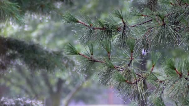 Lluvia de verano, una tormenta, un fuerte aguacero en el centro recreativo, en un bosque de pinos — Vídeos de Stock