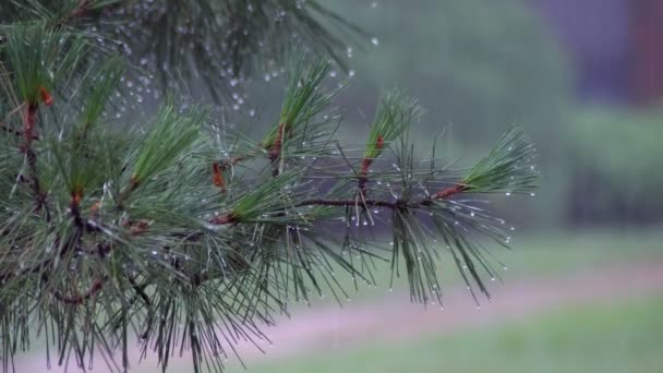 Kroupy padající na strom větví a vody tekoucí borovice větev s kapkami deště 4k — Stock video